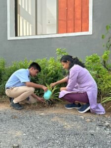 tree-plantation